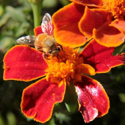 honeybee-marigold