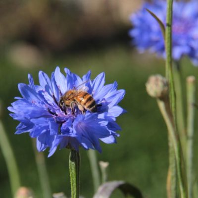 honeybee-on-cornflower