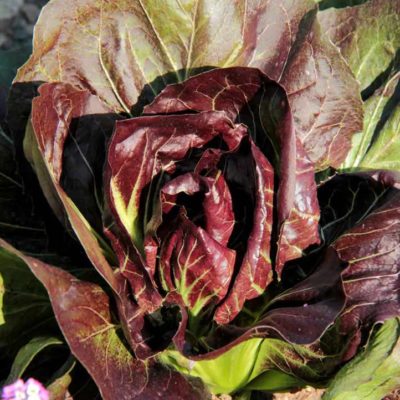 red-lettuce