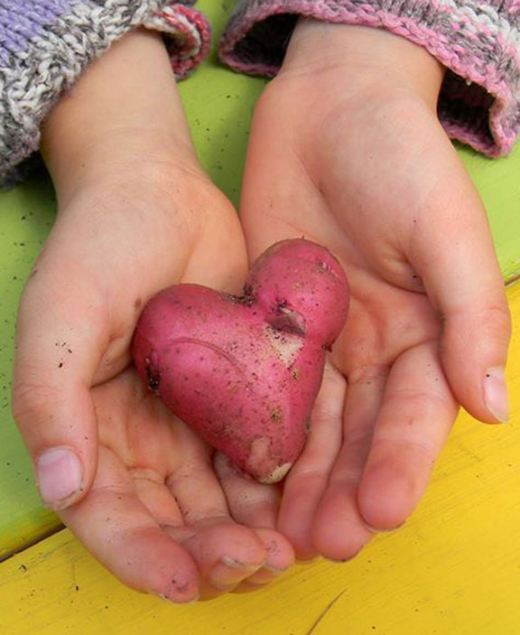 potato-heart-576-703