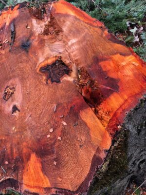 Events 2026 Events 2026